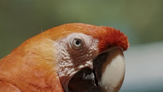 Scarlet Macaw Parrot  16