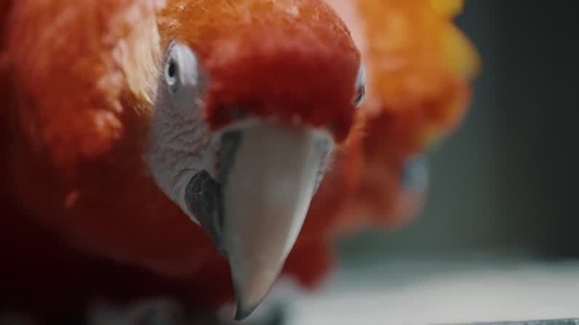 Scarlet Macaw Parrot  18
