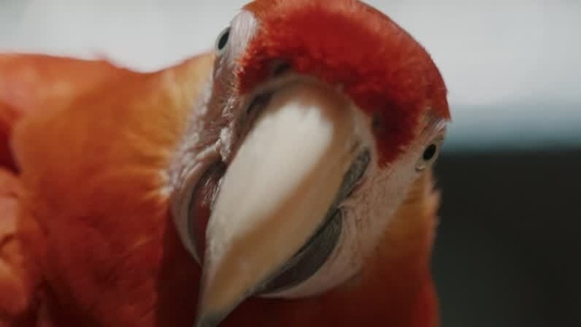 Scarlet Macaw Parrot  17