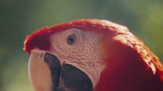 Scarlet Macaw Parrot  22