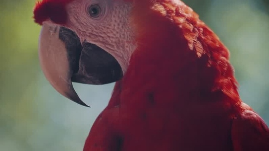 Scarlet Macaw Parrot  23