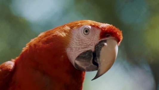 Scarlet Macaw Parrot  28