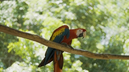 Scarlet Macaw Parrot  29