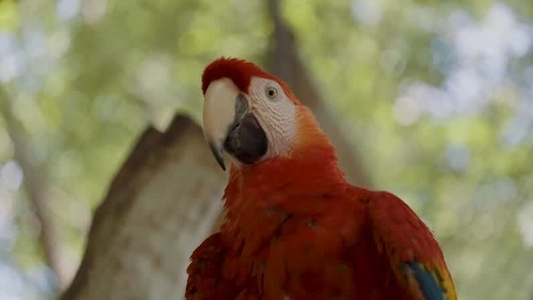 Scarlet Macaw Parrot  33
