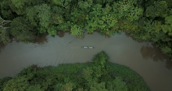 Amazon rainforest aerial 12