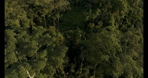 Amazon rainforest aerial  46