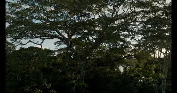 Amazon rainforest aerial  45