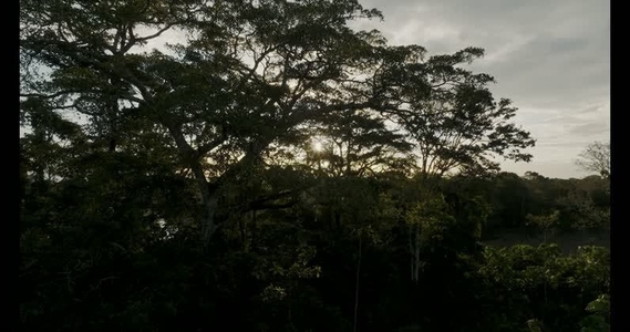 Amazon rainforest aerial  44