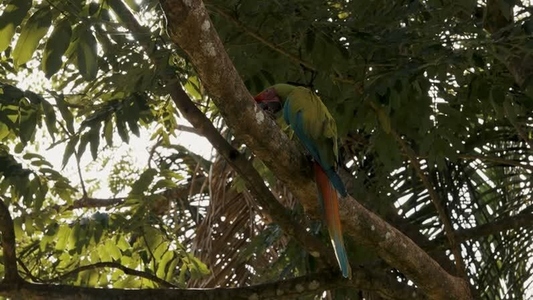 Green Macaw Parrot 17