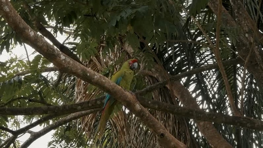 Green Macaw Parrot 16
