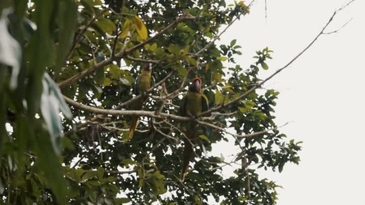 Green Macaw Parrot 15