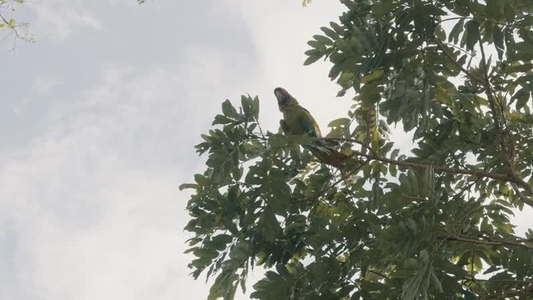 Green Macaw Parrot 11