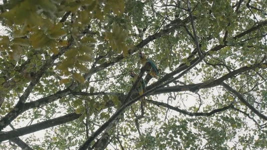 Green Macaw Parrot 4
