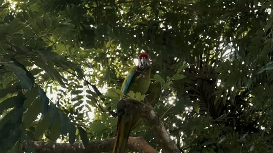 Green Macaw Parrot 36