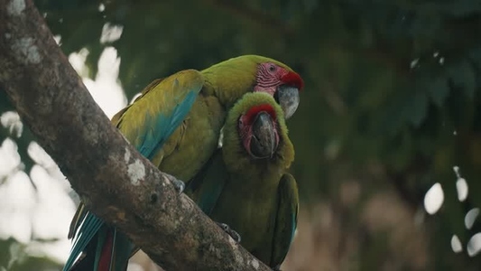 Green Macaw Parrot 27