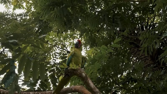 Green Macaw Parrot 23