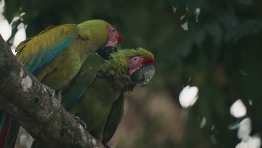Green Macaw Parrot 26