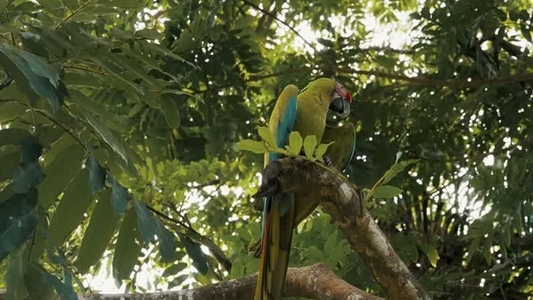 Green Macaw Parrot 39