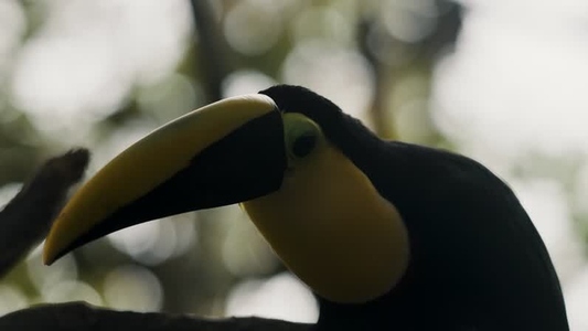 Black mandibled Toucan  1