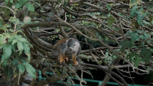 Squirrel Monkey 15