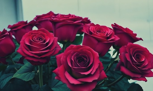 A close up of vibrant red roses in full bloom