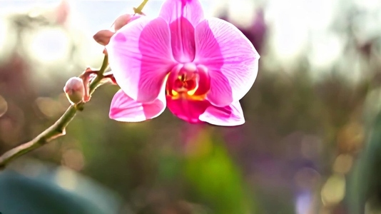 Close up of a vibrant pink orchid flower