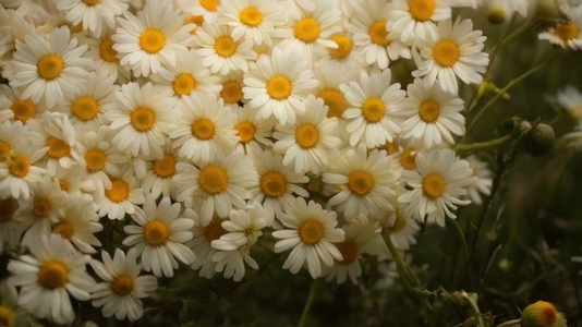 Close up of a cluster of white daisies with yellow centers