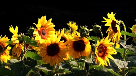 A vibrant cluster of sunflowers in full bloom
