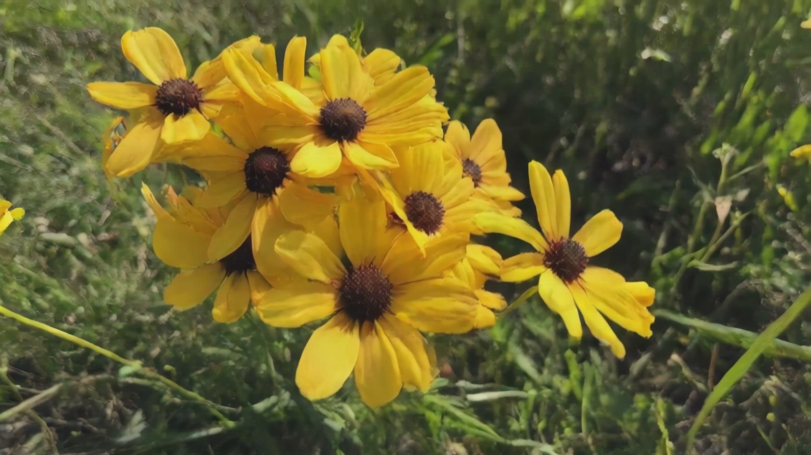 A vibrant bouquet of yellow Black Eyed Susan flowers.
