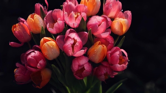 A vibrant bouquet of pink and orange tulips with water droplets