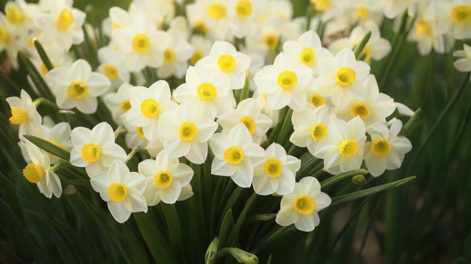 A cluster of white daffodils with yellow centers in a garden.