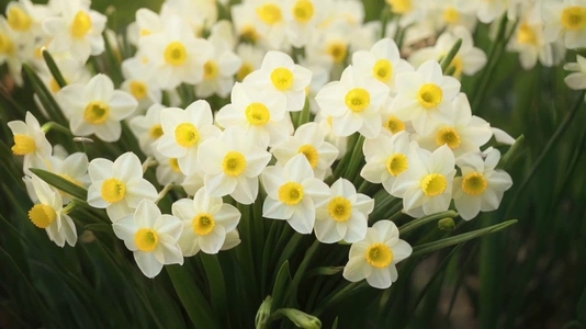 A cluster of white daffodils with yellow centers in a garden