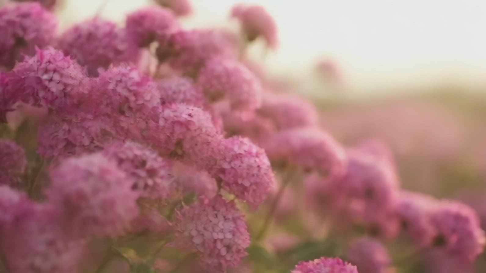 A close-up view of vibrant pink Allium flowers.