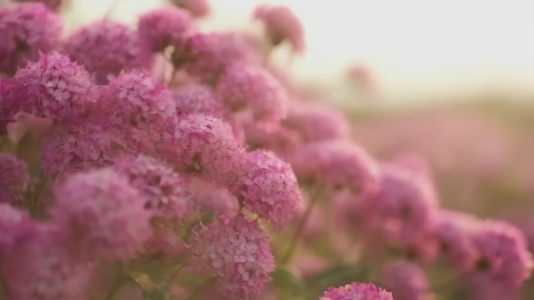 A close up view of vibrant pink Allium flowers