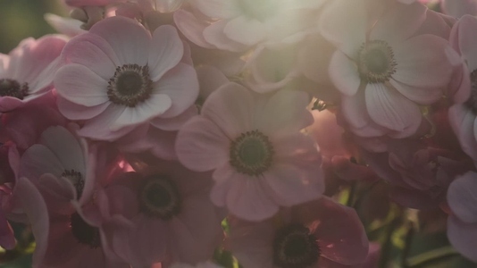 A close up view of delicate pink Anemone flowers