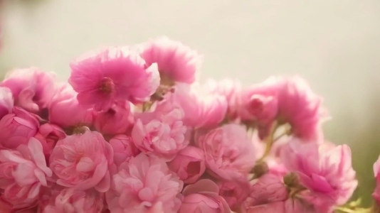 Close up of vibrant pink roses in full bloom with soft lighting