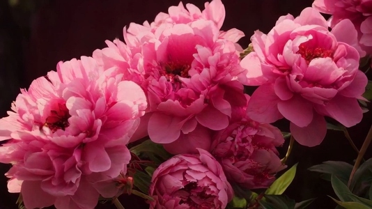 Close up of vibrant pink peonies in full bloom