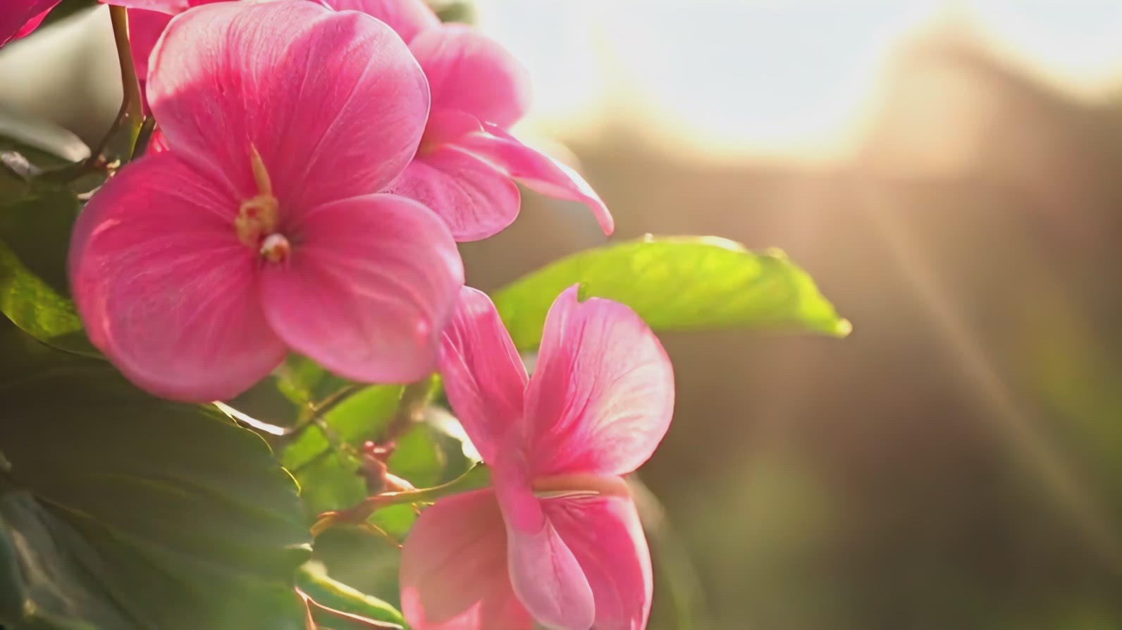 Close-up of vibrant pink flowers with lush green leaves