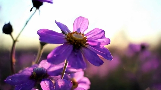 Close up of purple flowers with dewdrops