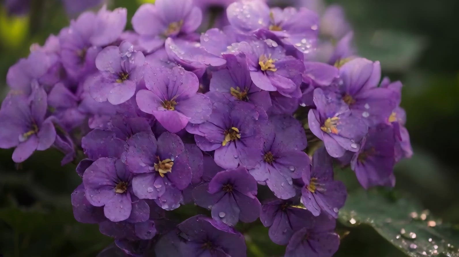 Close-up of purple flowers with dew drops on petals and leaves