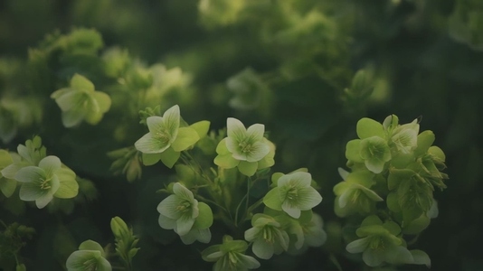 Close up of green Bells of Ireland flowers in a lush garden