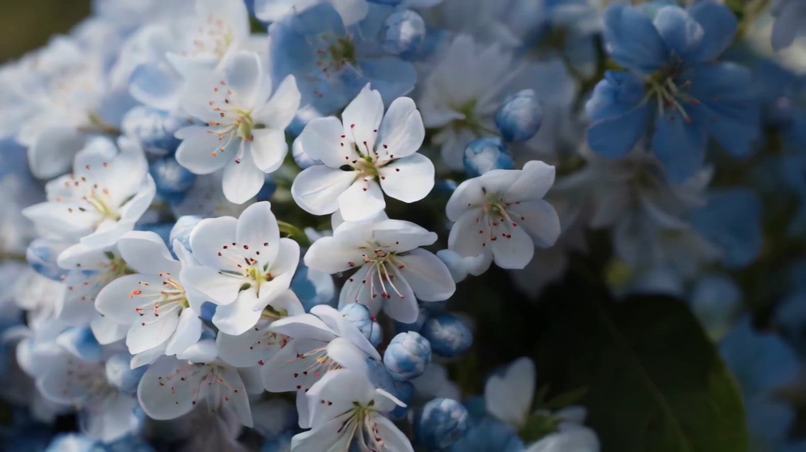 Close-up of delicate white and blue flowers in full bloom