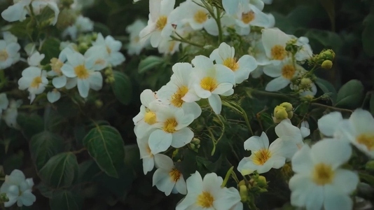 Close up of blooming white flowers with yellow centers