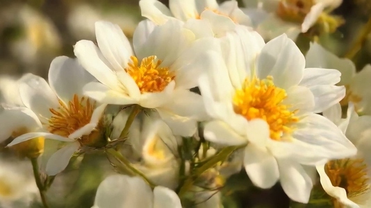 Close up of white flowers with yellow centers in a garden