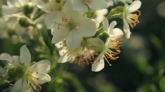 Close up of white flowers with green stems blurred background