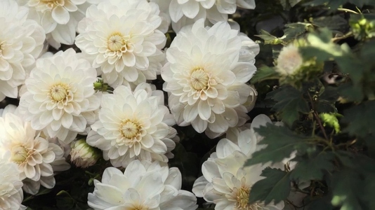 Close up of white chrysanthemums in full bloom with green leaves