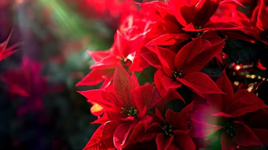 Close up of vibrant red poinsettia flowers with sunlight