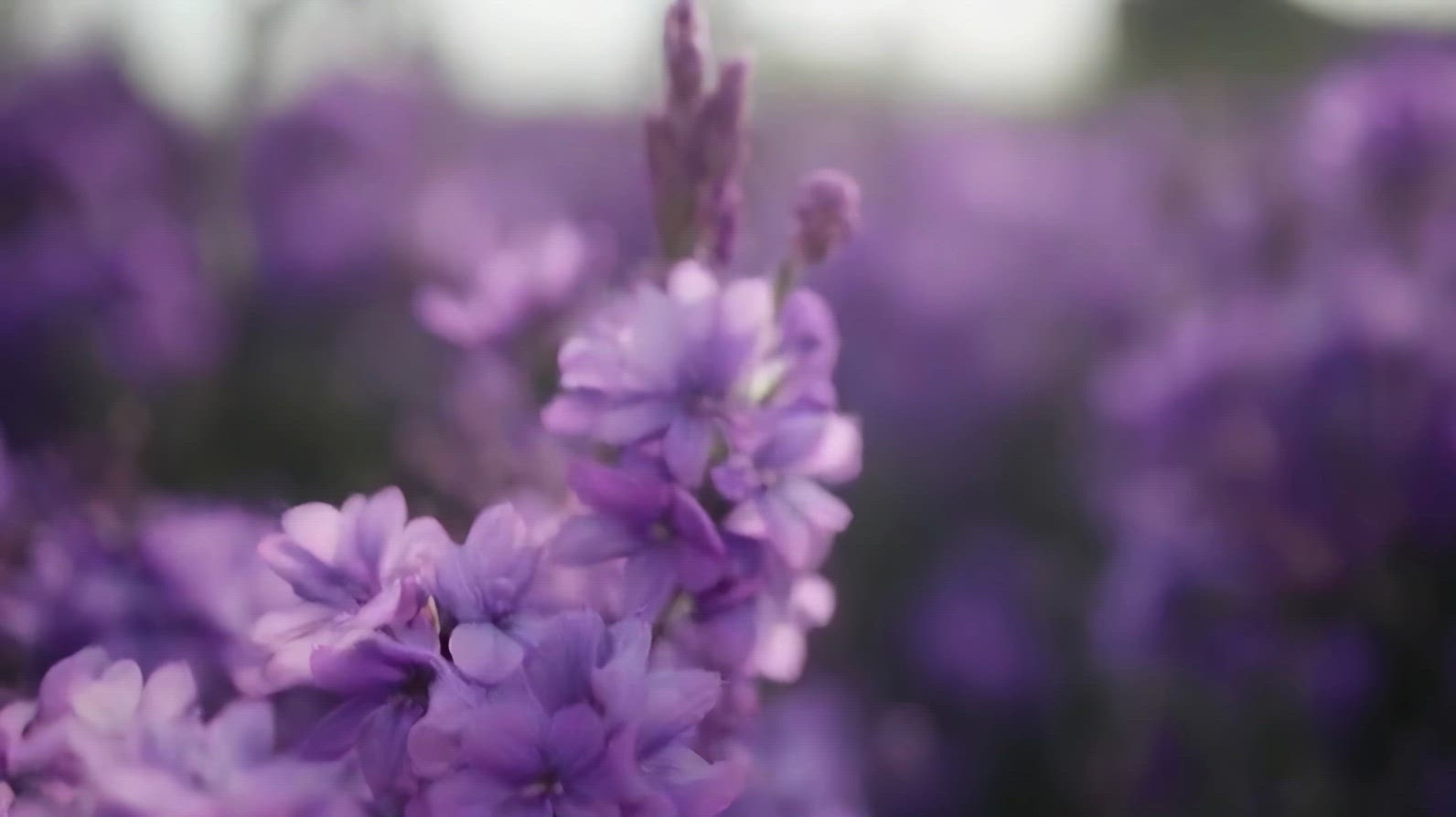 Close-up of vibrant purple flowers in a field, with a soft focus