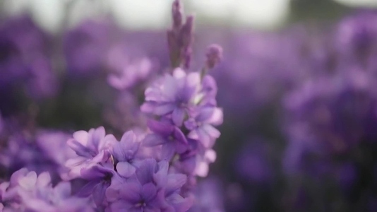 Close up of vibrant purple flowers in a field  with a soft focus