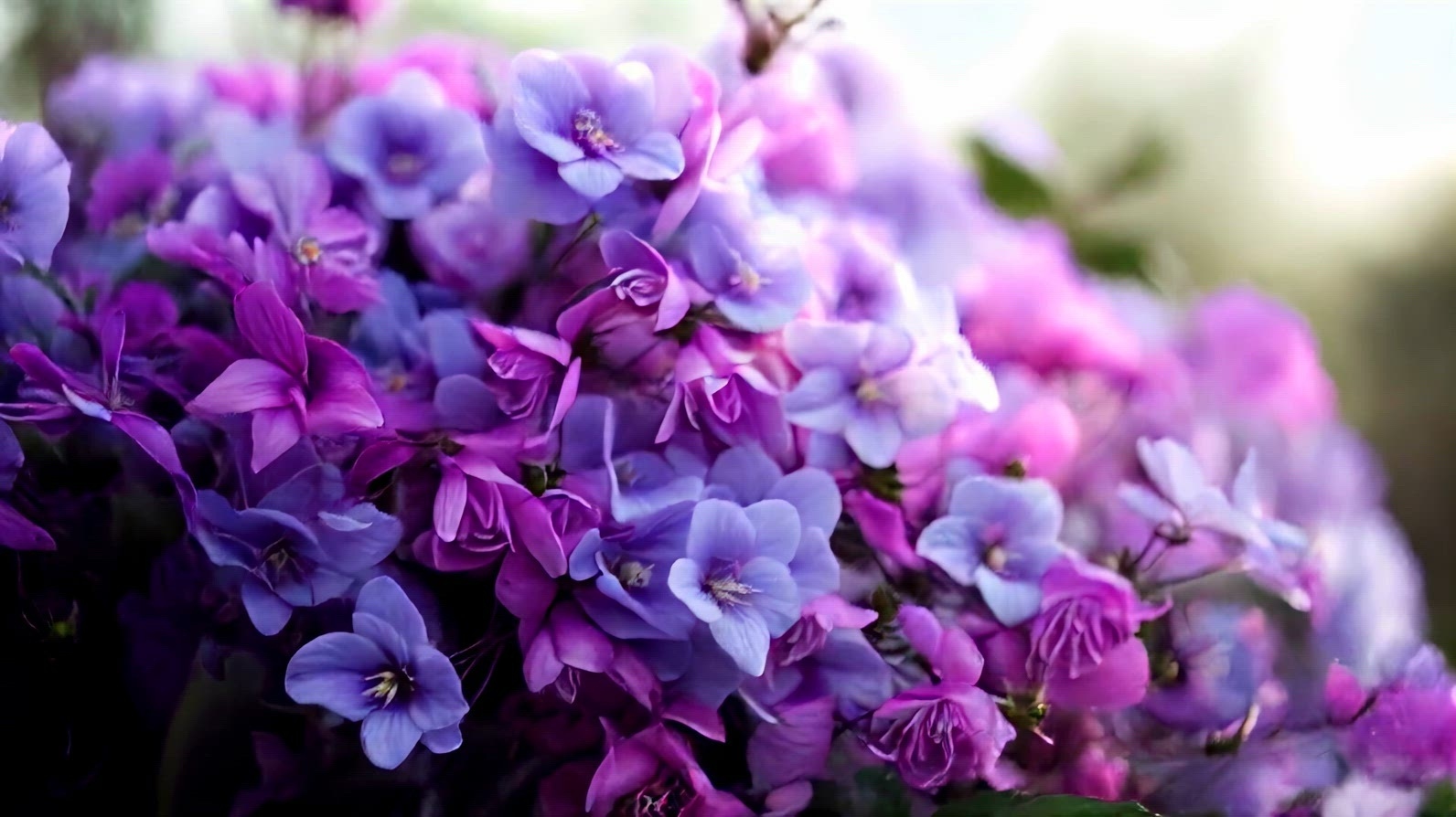 Close-up of vibrant purple and pink flowers in full bloom agains